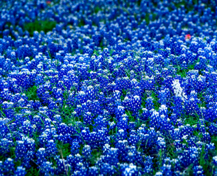 Photographing the Bluebonnets