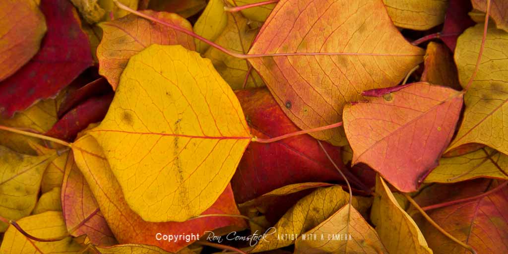 Panorama Prints: Fall