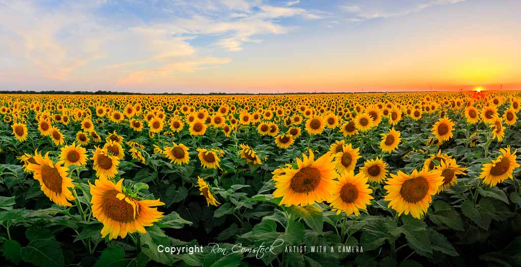 Panorama Prints: Flowers
